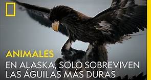 En Alaska, solo sobreviven las águilas más duras | NATIONAL GEOGRAPHIC ESPAÑA