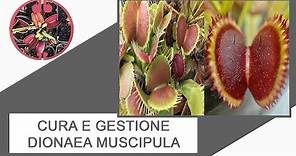 Cura e gestione Dionaea muscipula
