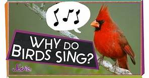 Why Do Birds Sing? | Animal Science for Kids