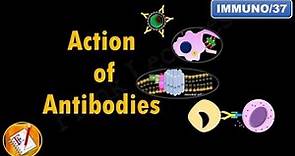 Action of Antibodies: Neutralization, Opsonization, Complement Activation and ADCC (FL-Immuno/37)