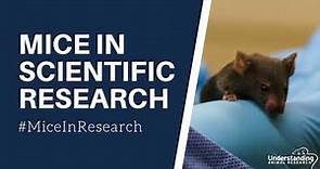 Mice in scientific research