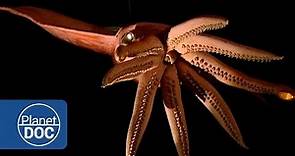 Proyecto Kraken. En busca del Calamar Gigante | Documental Completo - Planet Doc