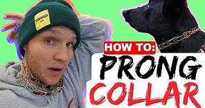 How to properly fit a prong collar - Sizing and position of the prong collar - Dog Training Collars