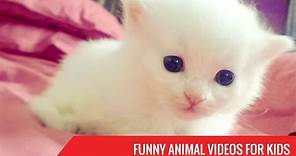 Funny Animal Videos for Kids