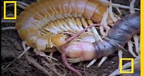Giant Centipede | National Geographic