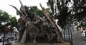 La leyenda del árbol de la Noche Triste a 40 años de su incendio