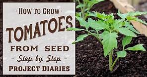 ★ How to: Grow Tomatoes from Seed (A Complete Step by Step Guide)