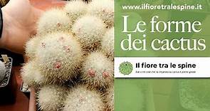 Le forme dei cactus: globosa, colonnare, accestita...