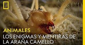 Los enigmas y mentiras de la araña camello | NATIONAL GEOGRAPHIC ESPAÑA