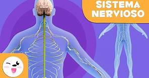 El Sistema Nervioso - El cuerpo humano para niños