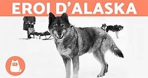 La VERA STORIA di BALTO e TOGO 🐺❄️ Scoprila!