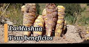 Mashua y sus beneficios