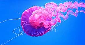 The 9 Colors Of Jellyfish (Rarest to Most Common)