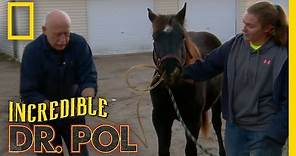 Dr. Pol Unplugs Storm | The Incredible Dr. Pol