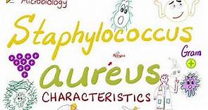 Staphylococcus aureus Characteristics | Microbiology 🧫 & Infectious Diseases 🦠