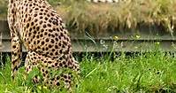 Chester Zoo - BOOK Your CHEAP Tickets Here - Visit Chester
