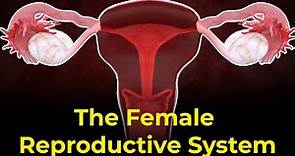 Female reproductive system parts and functions | Ovulation process | Menstrual Cycle