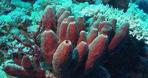 Learn Biology - Sponges and Porifera