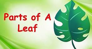 Parts of a Leaf and their Functions | Parts of Leaf Explained | Food Factory of a Plant