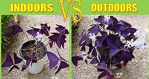 How To Grow Oxalis Triangularis FAST | Purple Shamrock