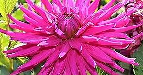 Dahlia 'Purple Gem' (3 Pack) Plant Divisions for Gardens, Multiple Tubers Per Division - Purple Cactus-Type Flowering Blooms in Summer, Professionally Grown from Easy to Grow