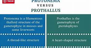 Differences between protonema stage and prothallus