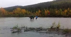 'Into the Wild' Pilgrims Crossing Alaska's Teklanika River