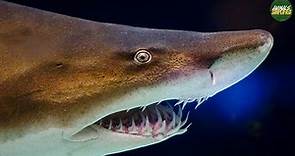 Sand Tiger Sharks: The Most Misunderstood Sharks in the Ocean