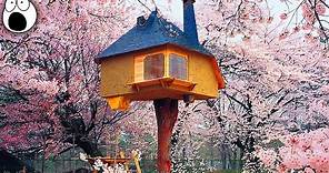 The Coolest Treehouses In The World