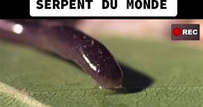 C’est le plus petit serpent du monde #reportage #documentaire #decouverte #nature #serpent #snake #reptile #🐍 #animal #animals