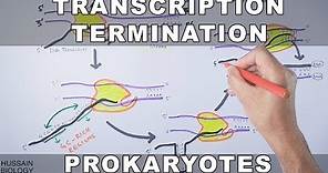 Transcription Termination in Prokaryotes