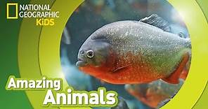 Red-Bellied Piranhas 🐡 | Amazing Animals