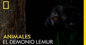 El demonio lemur | NATIONAL GEOGRAPHIC ESPAÑA