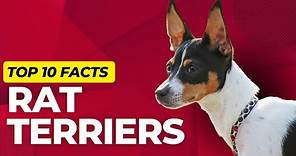 Rat Terrier Dogs 101: Top 10 Rat Terrier Facts