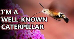 Hummingbird Moth facts: also known as hawk moths | Animal Fact Files