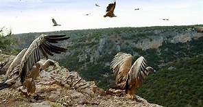 Griffon Vultures Depend on the Sun to Fly. Why?