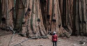 Giant Sequoia Fact Sheet