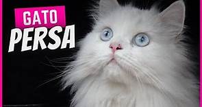 Gato Persa | Características, personalidad y cuidados