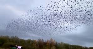 WATCH: Starlings create murmurations captured over UK nature reserve