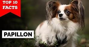Papillon Dog - Top 10 Facts