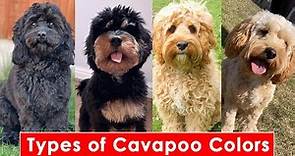 Types of Cavapoo Colors And Their Pattern | Types of Cavapoo Dog
