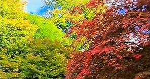 Autumn Colours at Westonbirt, The National Arboretum, Forestry England UK #OutdoorsWithFamily