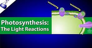 The Light Reactions of Photosynthesis