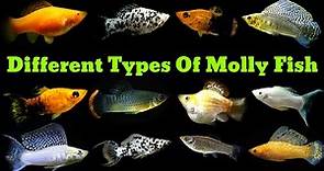 Top 14 Types Of Molly Fish