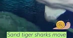 Sand Tiger Shark Fun Facts!