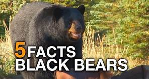 5 FACTS | Black Bears (True Facts)