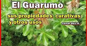 El Guarumo sus propiedades curativas y otros usos