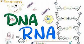 DNA & RNA | Molecular Biology 🧬