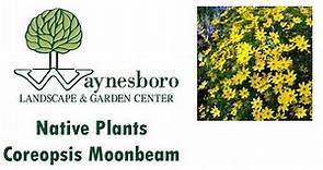 Coreopsis Moonbeam Planting Native Plants