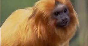 Interesting facts about Golden lion Tamarin.